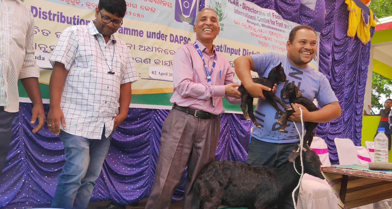 Goats/Input distribution by ICAR-DFMD at village Barakuda under DAPSC on 2nd April 2022